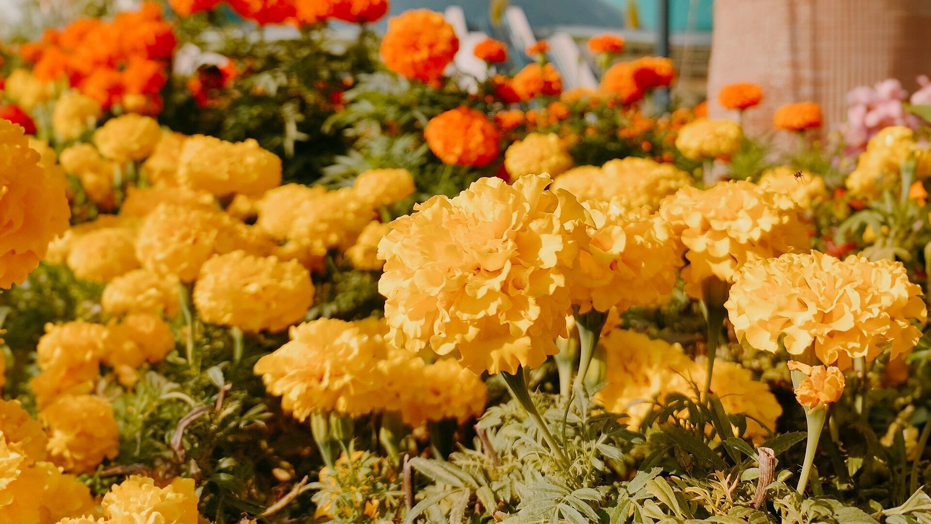 Yellow and Orange Marigold flowers