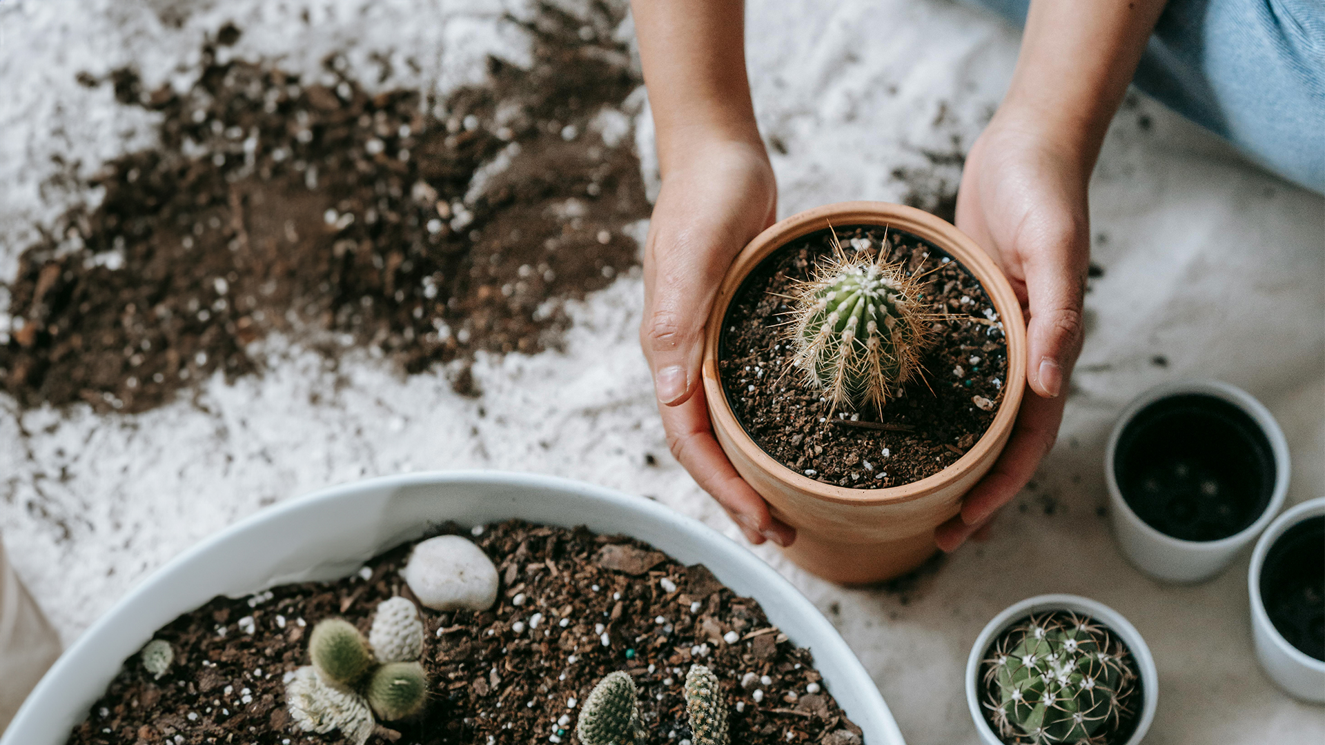 hands hold the side of a pot containing a cactus