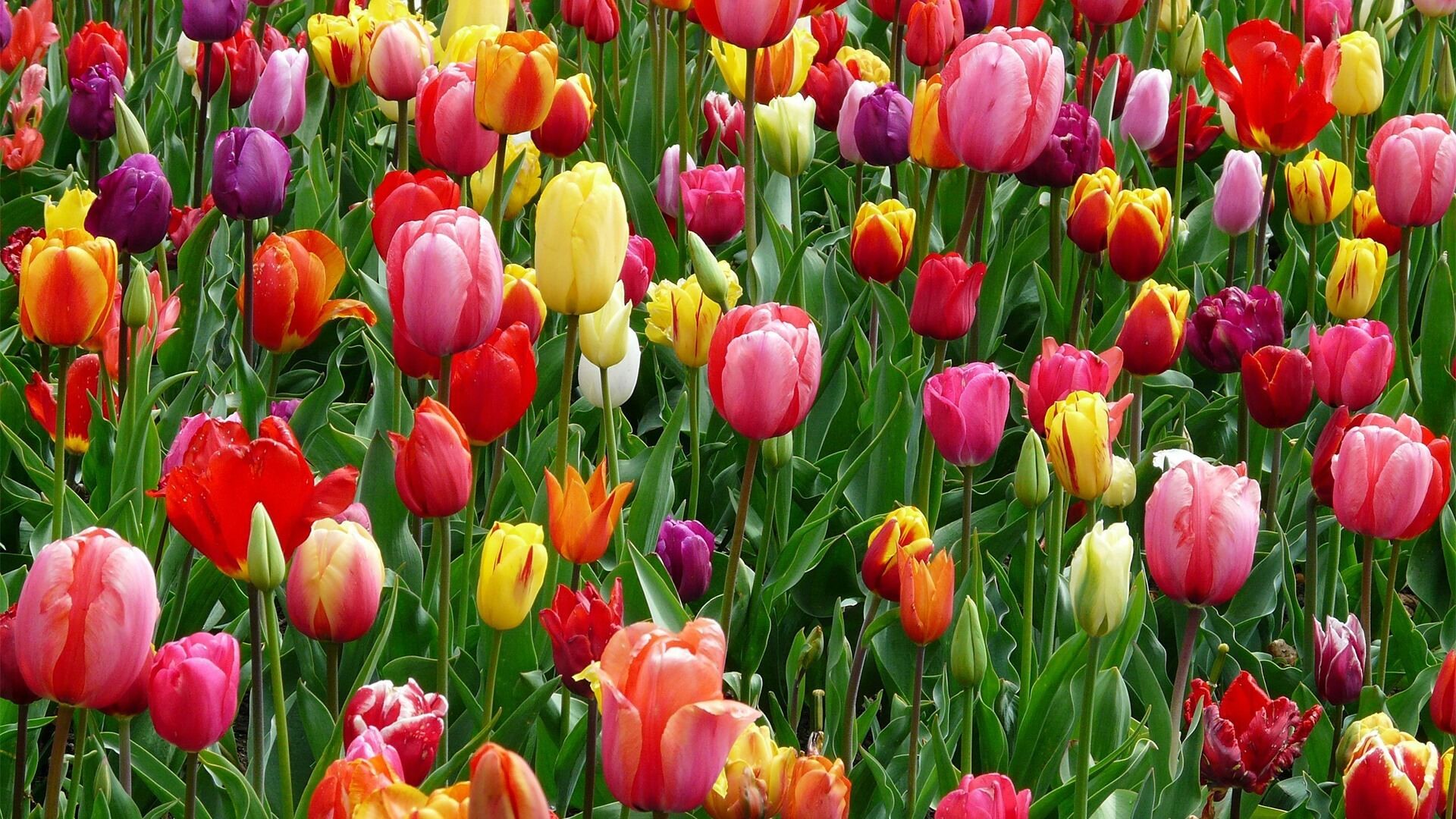 a field of tulips