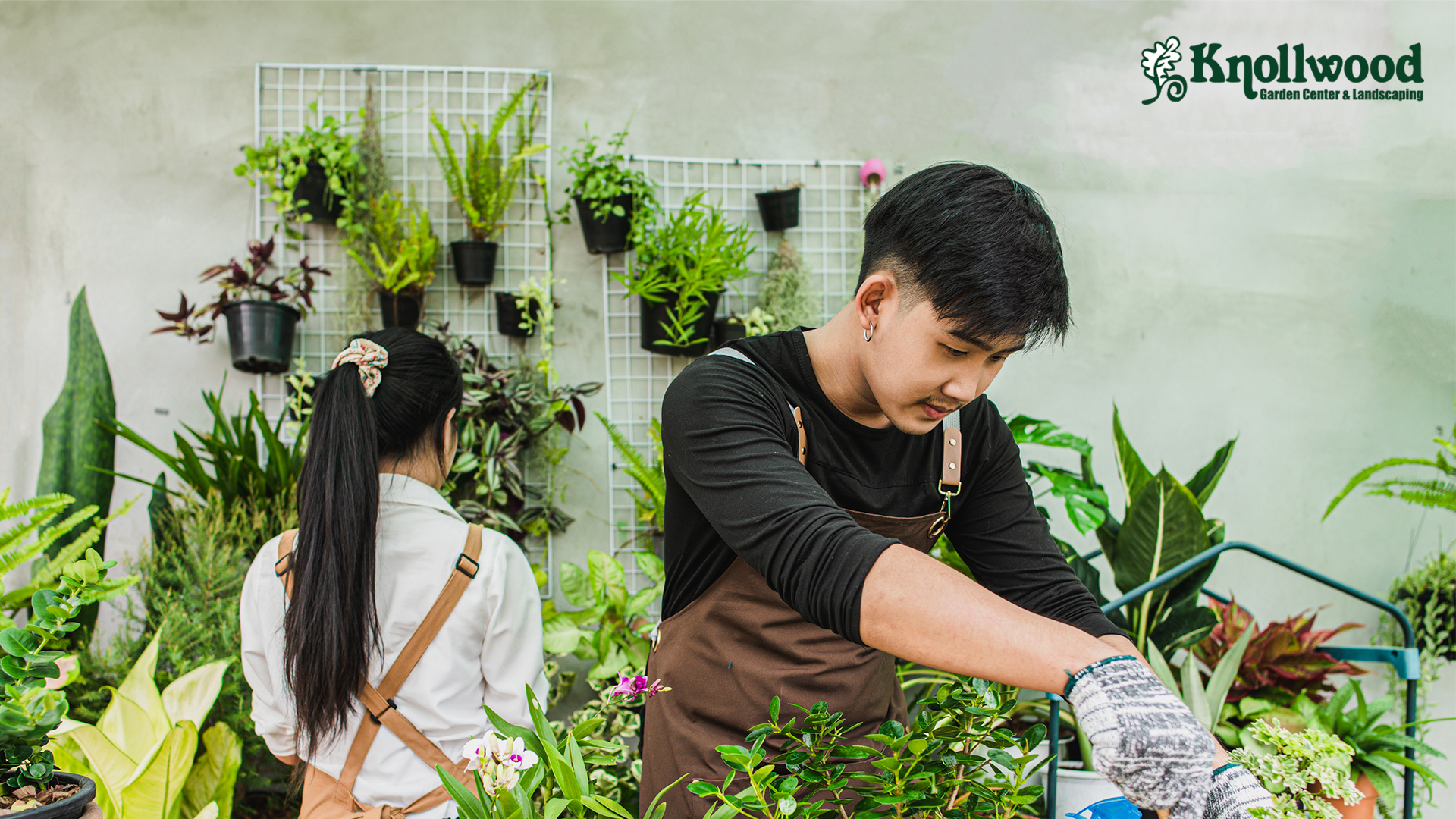 two people wearing aprons and gardening gloves trim work on plants text reads Knollwood Garden