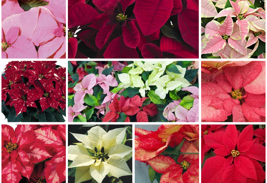 A collage of pink and yellow flowers