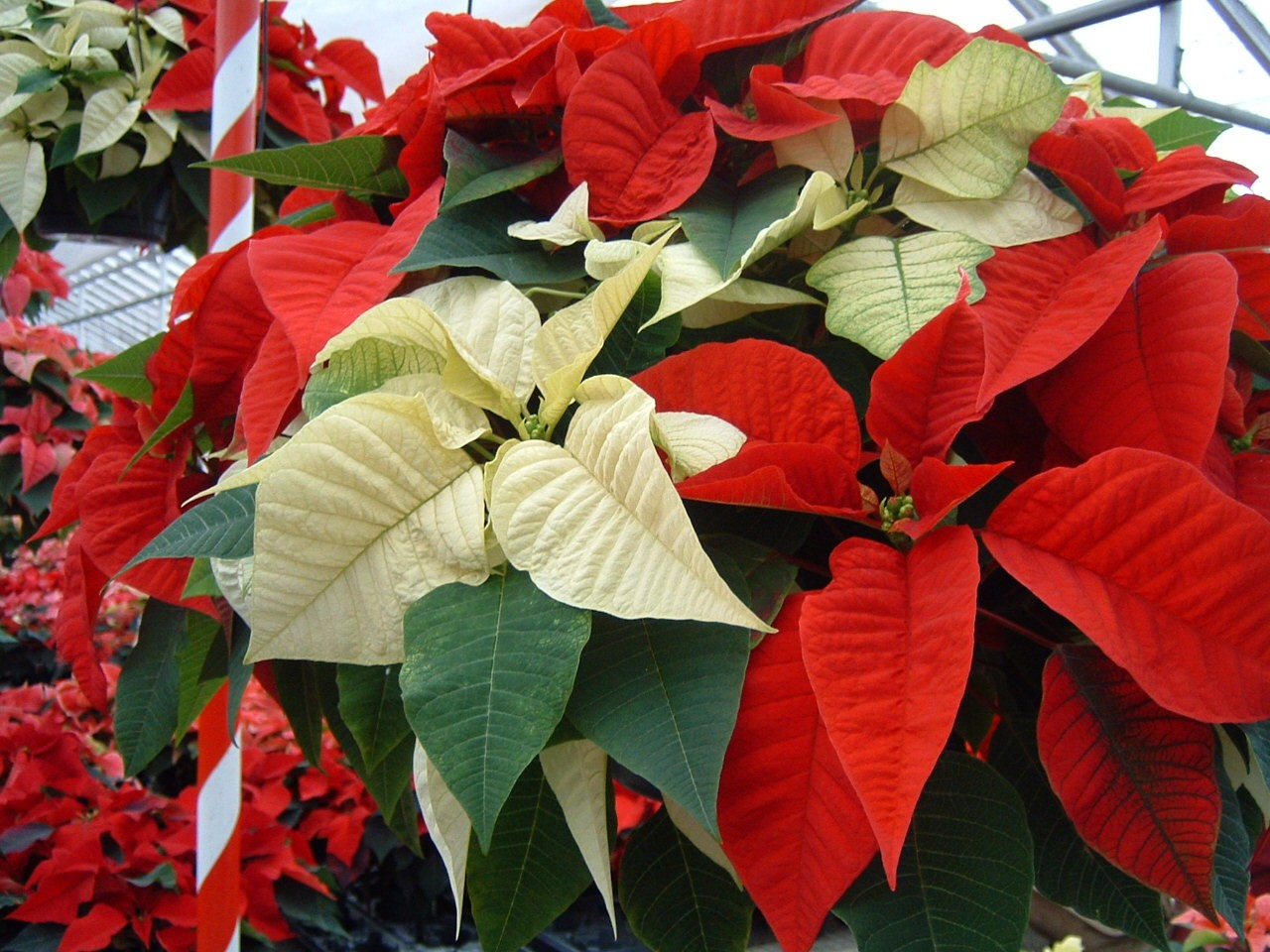 poinsettia